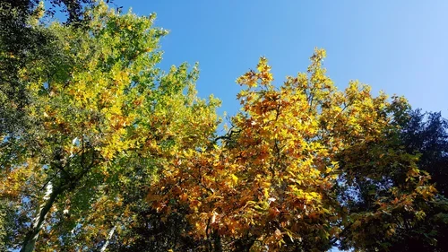 Autumn foliage at Baxter Ranch, with green and golden leaves creating a seasonal canopy beneath the clear mountain sky.