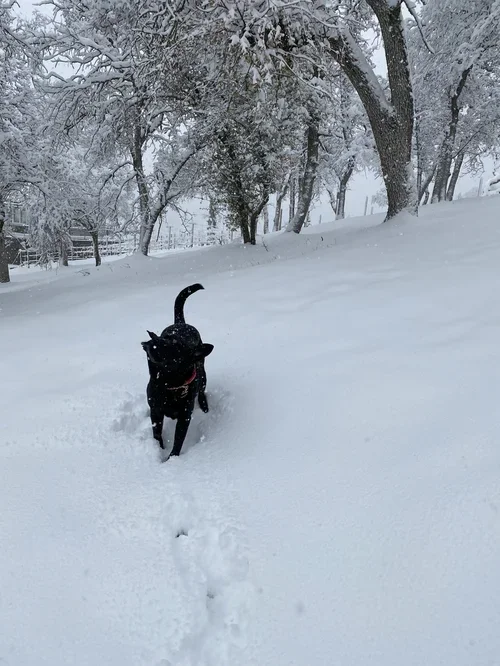 Winter at Baxter Ranch, where fresh snow, forest surroundings, and Gunner the ranch dog showcase the peaceful beauty of the mountain retreat through every season.