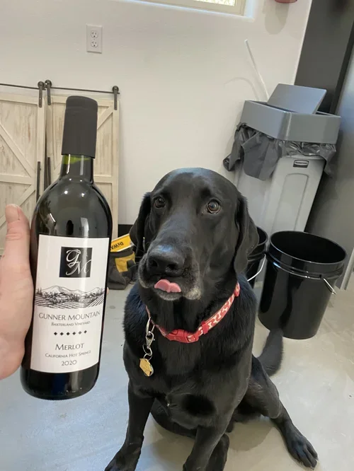 Gunner the ranch dog with a bottle of Gunner Mountain Merlot at Baxter Ranch, showcasing the story behind the handcrafted wine inspired by the mountain property and its beloved four-legged companion.