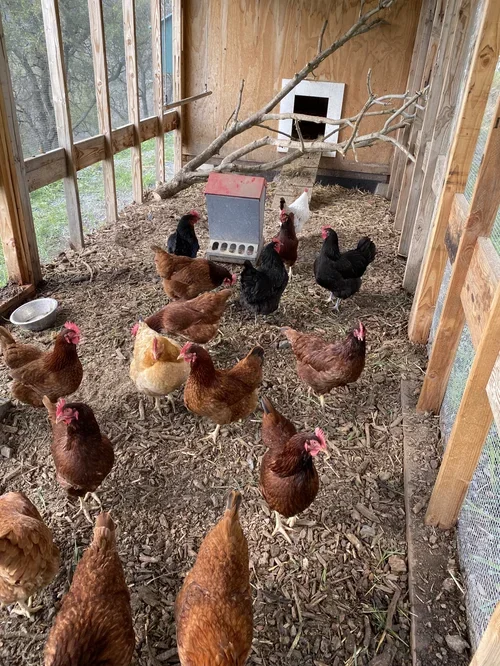 Chicken coop at Baxter Ranch with free-roaming chickens, nesting areas, and farm features showcasing the authentic ranch lifestyle and farm-to-table experience.