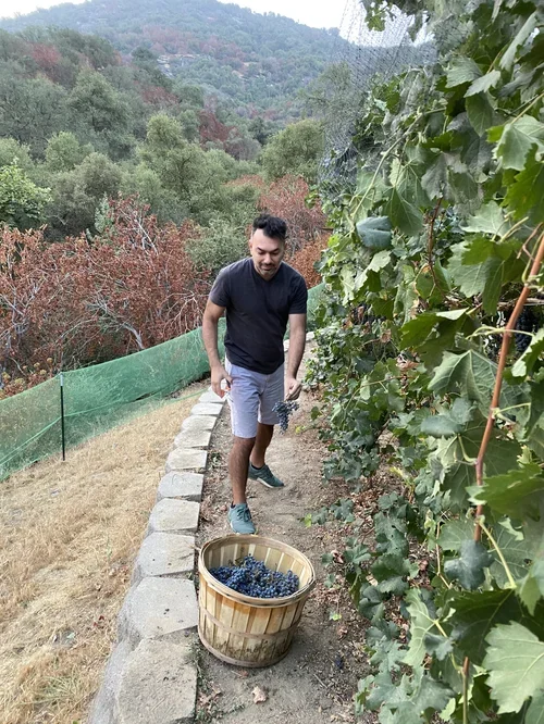 Guest harvesting grapes at Baxter Ranch, collecting fresh vineyard grapes on the hillside while surrounded by the natural beauty of the Sierra Nevada foothills.
