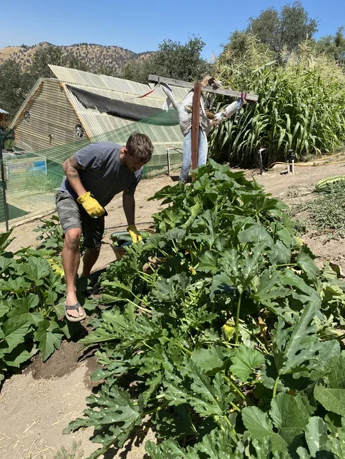 Guests tending the garden at Baxter Ranch with a greenhouse and thriving plants in the background, showcasing the ranch’s farm-to-table lifestyle and connection to nature.
