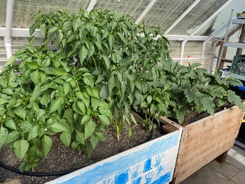 Green leafy plants growing in the Baxter Ranch greenhouse, showcasing seasonal gardening and the ranch’s connection to fresh, homegrown ingredients.