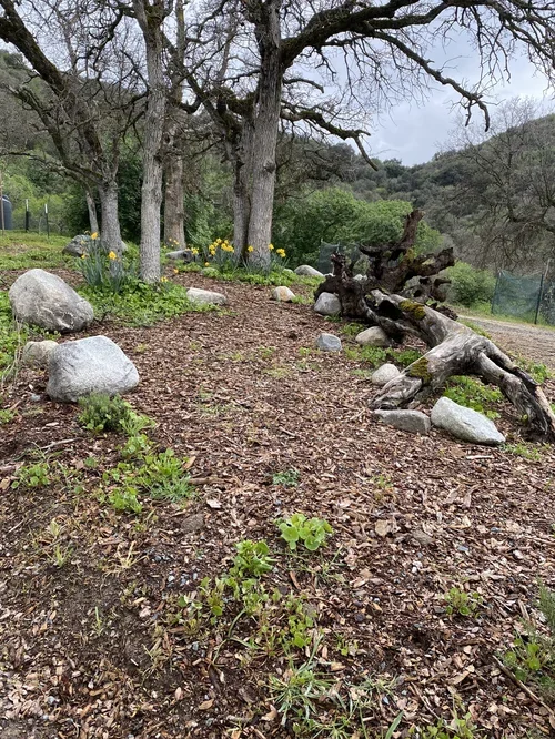 Spring daffodils growing along a pathway at Baxter Ranch, surrounded by trees and the natural mountain landscape of the property.