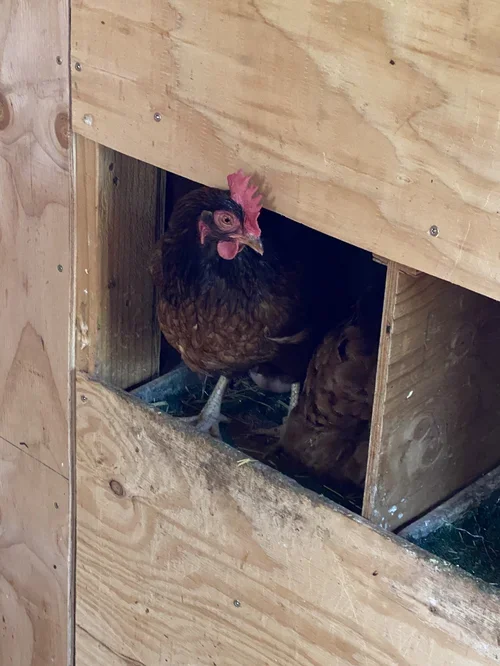 Chicken in the henhouse at Baxter Ranch, showcasing the everyday farm life and natural rhythms of this mountain ranch retreat.