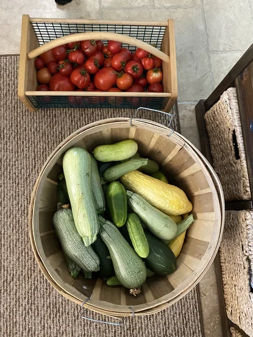 Seasonal garden harvest at Baxter Ranch featuring fresh zucchinis, gourds, and tomatoes gathered from the ranch’s growing spaces.