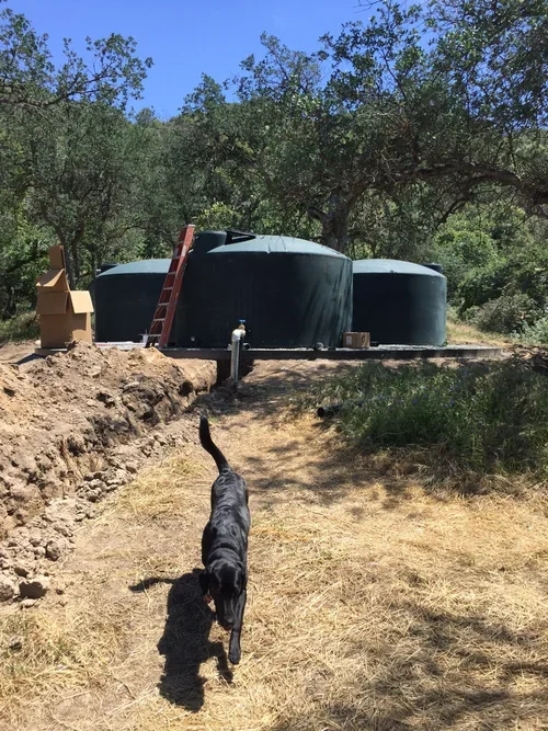 A black dog explores the wooded landscape at Baxter Ranch near the property’s natural well water source, highlighting the self-sustaining beauty of this off-grid mountain retreat.