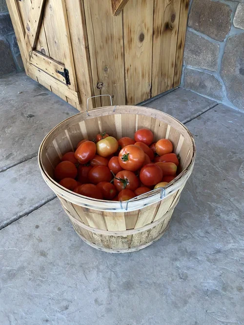 Freshly harvested tomatoes from Baxter Ranch displayed in a wooden basket, showcasing the seasonal garden harvest and farm-to-table lifestyle of the mountain ranch.