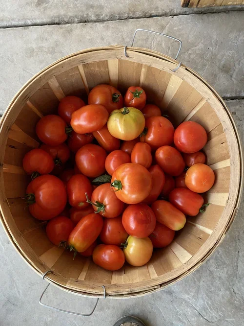 Basket of freshly harvested heirloom tomatoes from Baxter Ranch, showcasing seasonal garden produce and the ranch’s connection to fresh, locally grown ingredients.