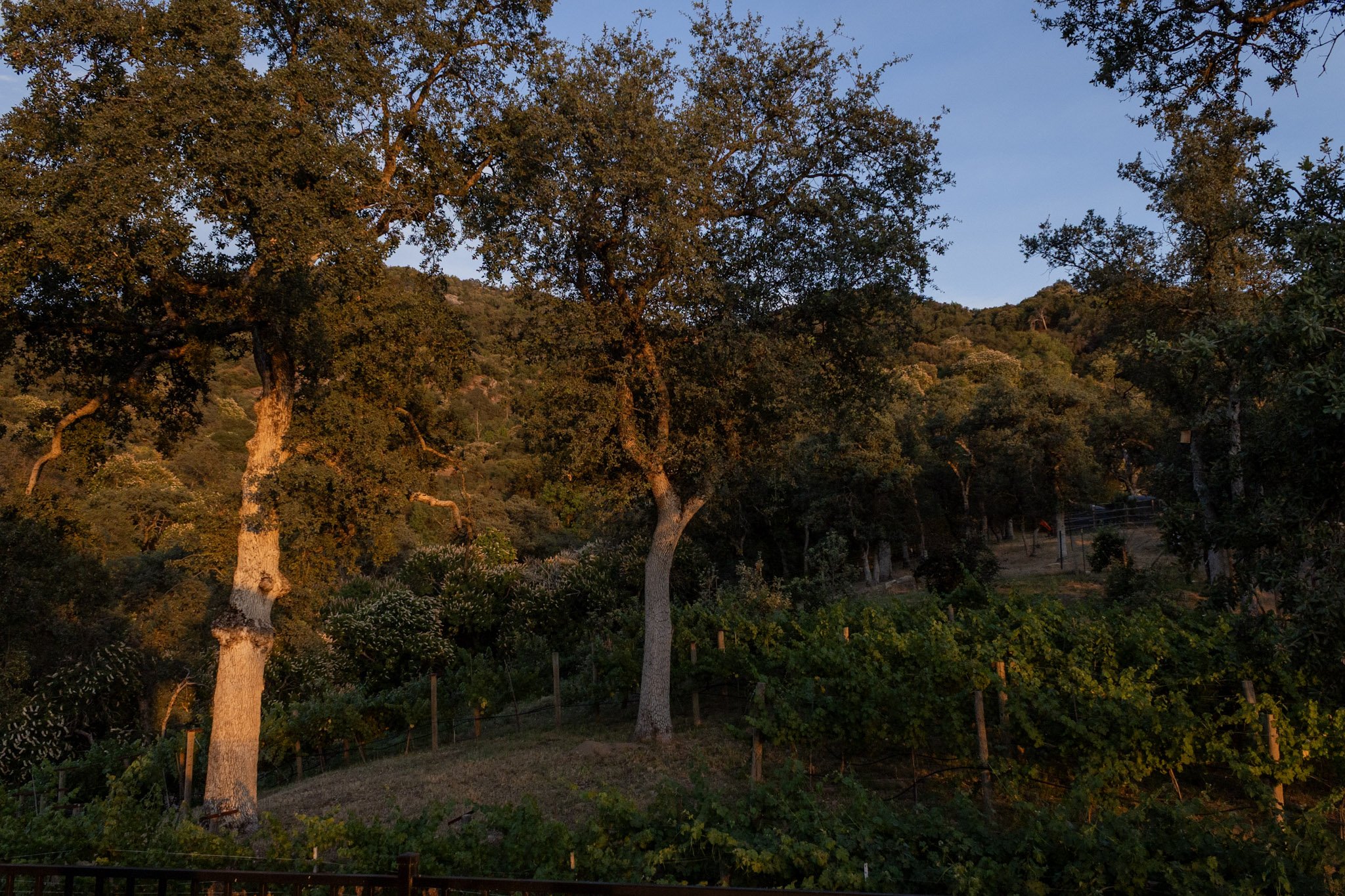 Sunlit hillside at Baxter Ranch with large trees, open landscape, and a rustic fence surrounded by the peaceful beauty of the mountain property.