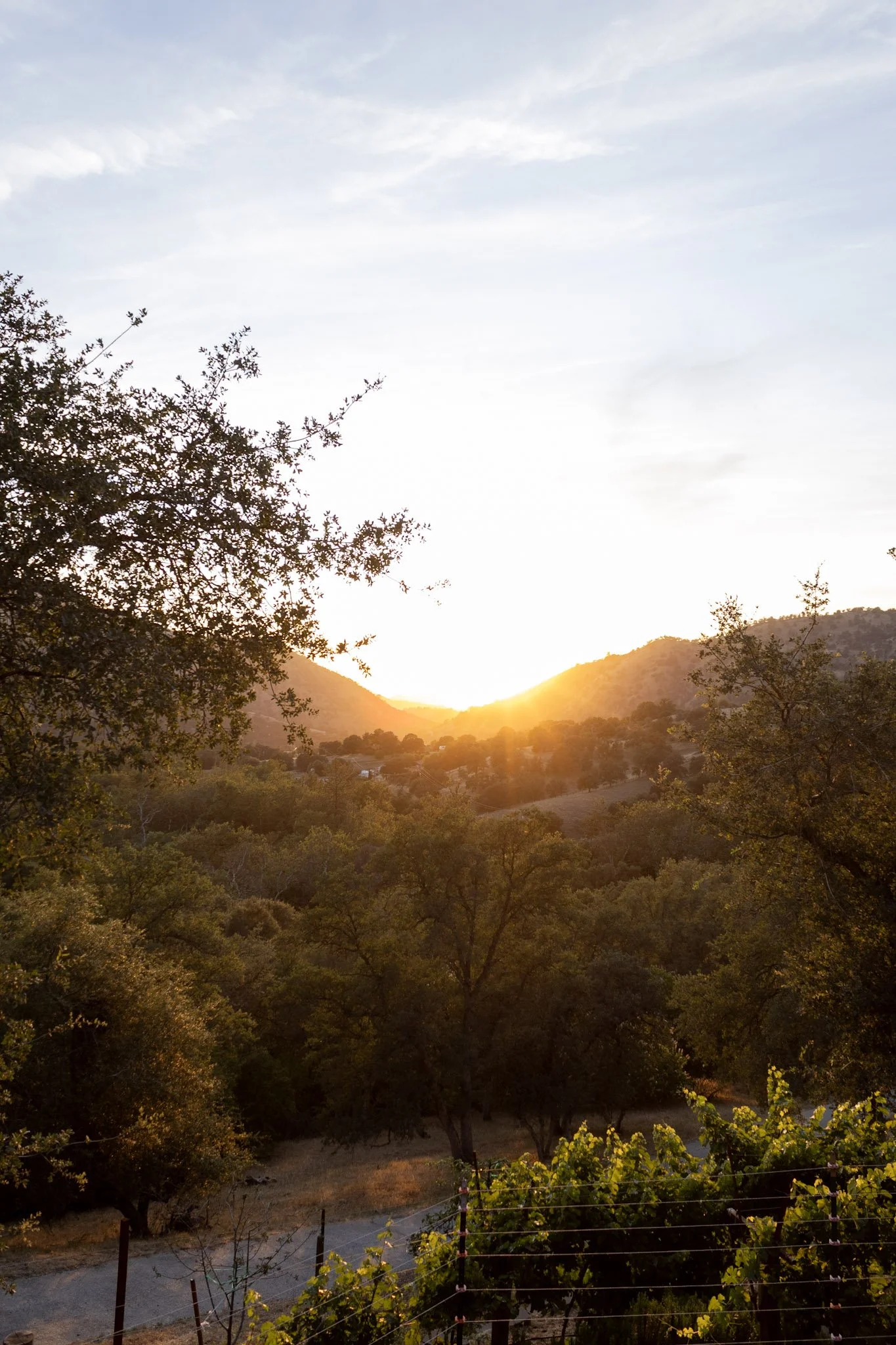 Sunset over the Baxter Ranch vineyard and surrounding hills, with trees in the foreground and a peaceful mountain landscape beneath a colorful evening sky.