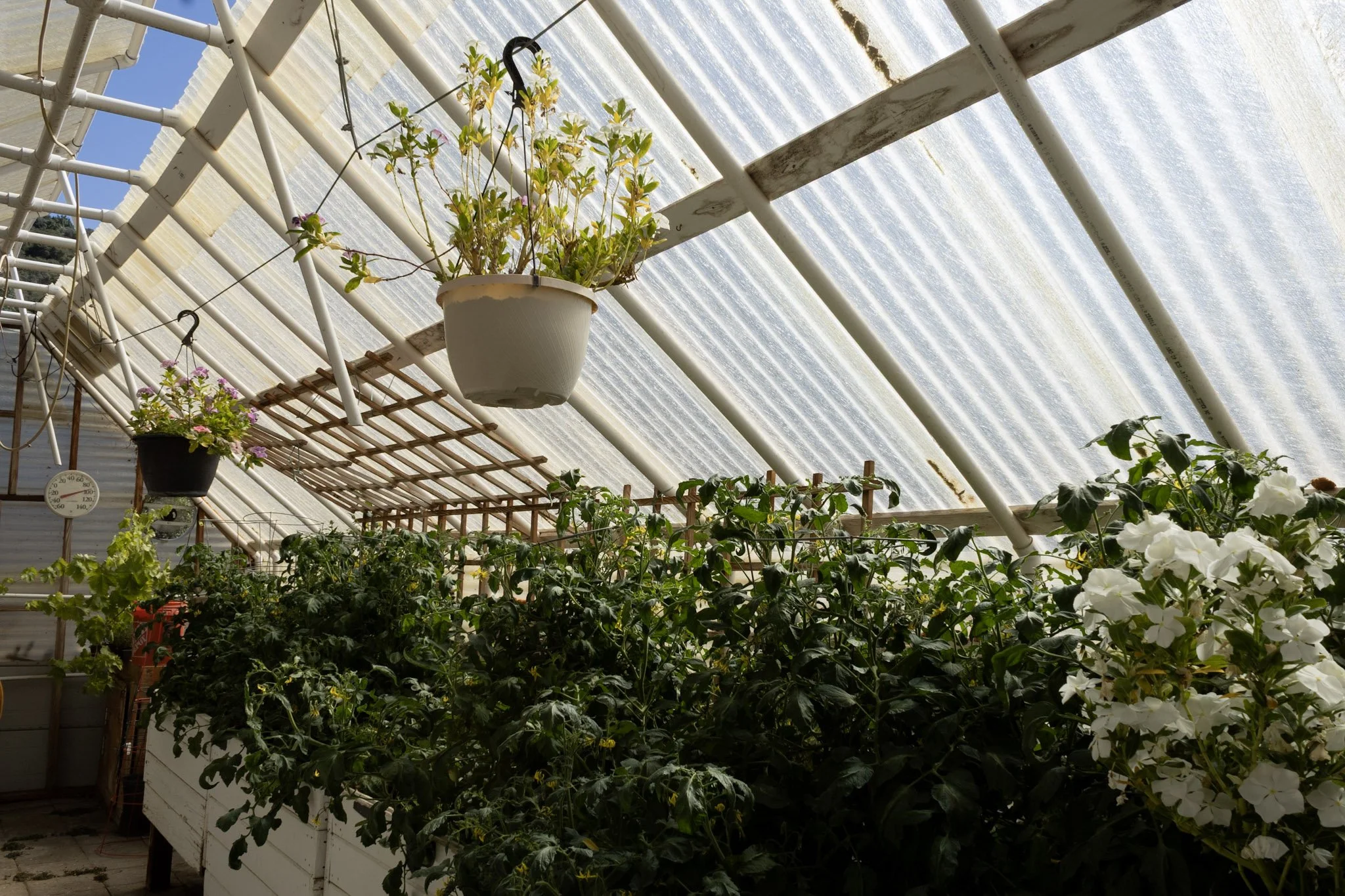 A thriving greenhouse at Baxter Ranch filled with hanging flower pots, greenery, and garden plants growing beneath a translucent roof in a peaceful mountain ranch setting.