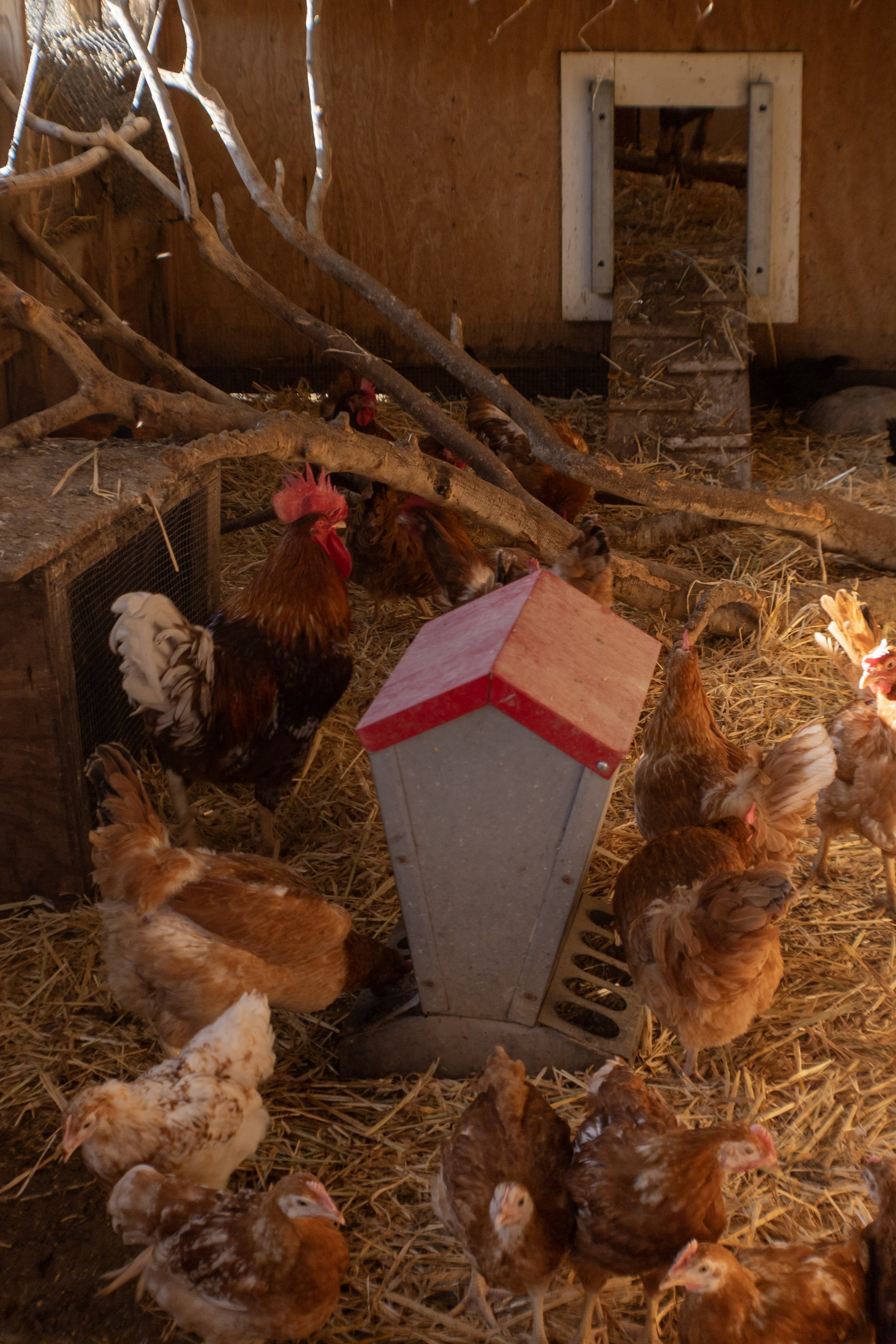 Inside the chicken coop at Baxter Ranch, where chickens roam on straw bedding near nesting areas and wooden feeding stations as part of the working ranch experience.