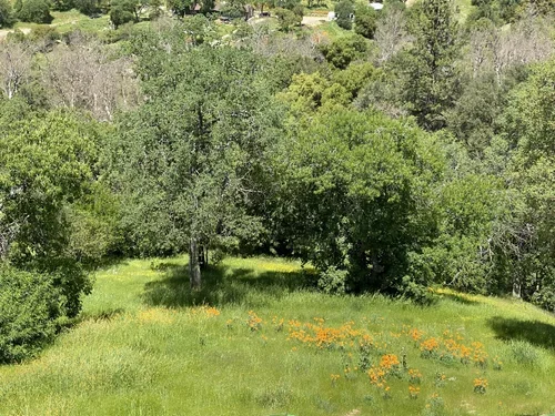 Wildflower meadow at Baxter Ranch with vibrant green grasses, yellow blooms, and surrounding trees set against the peaceful mountain landscape.