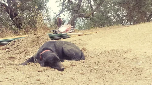 Gunner, the Baxter Ranch dog, resting outdoors on the property surrounded by trees and construction materials during the development of the mountain retreat.