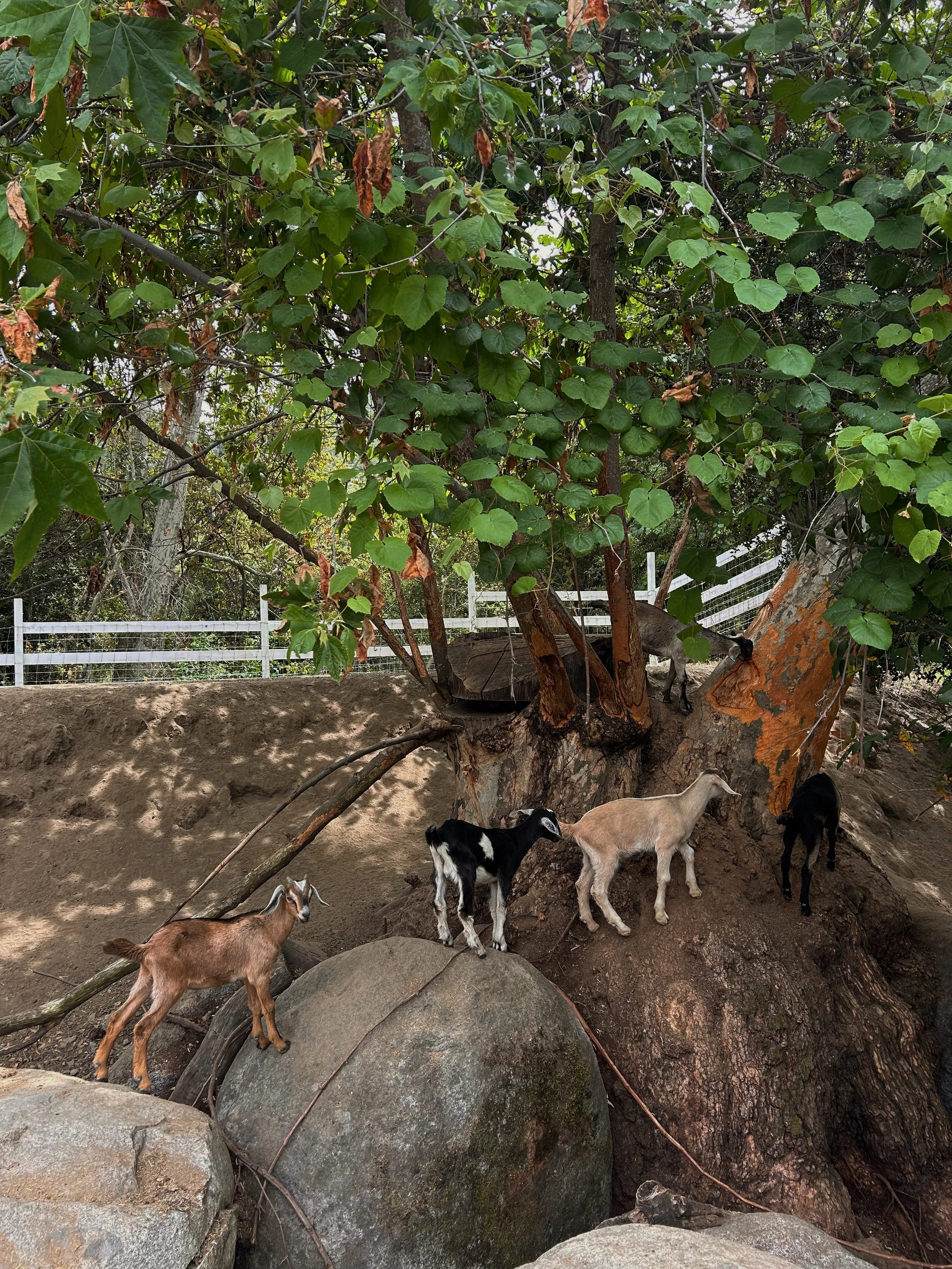 Dairy goats at Baxter Ranch exploring a natural hillside near a large tree, surrounded by rocks, fencing, and the peaceful outdoor setting of the mountain ranch.