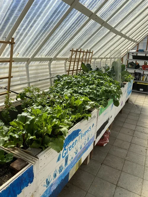 Greenhouse at Baxter Ranch with leafy vegetables growing in raised containers, gardening supplies, and fresh seasonal crops cultivated on the mountain property.