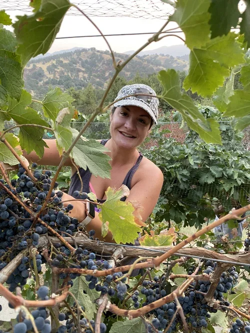Woman harvesting fresh grapes at Baxter Ranch, gathering ripe vineyard grapes surrounded by lush green vines and the natural beauty of the mountain landscape.