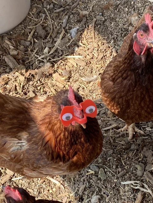 Chickens at Baxter Ranch, including a playful hen wearing red goggles, adding personality and charm to the everyday ranch experience.