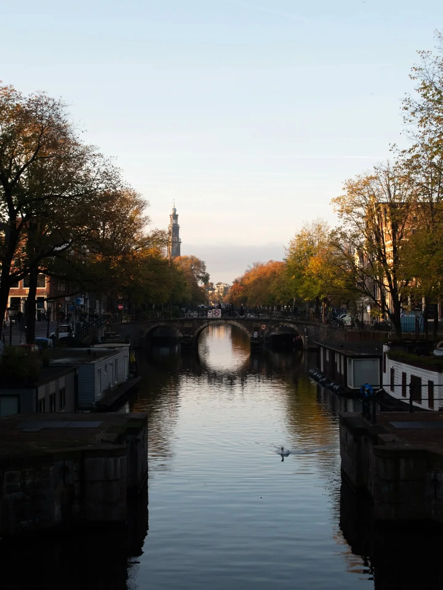 Absolutely fell in love with Amsterdam! 🌷 🦢
