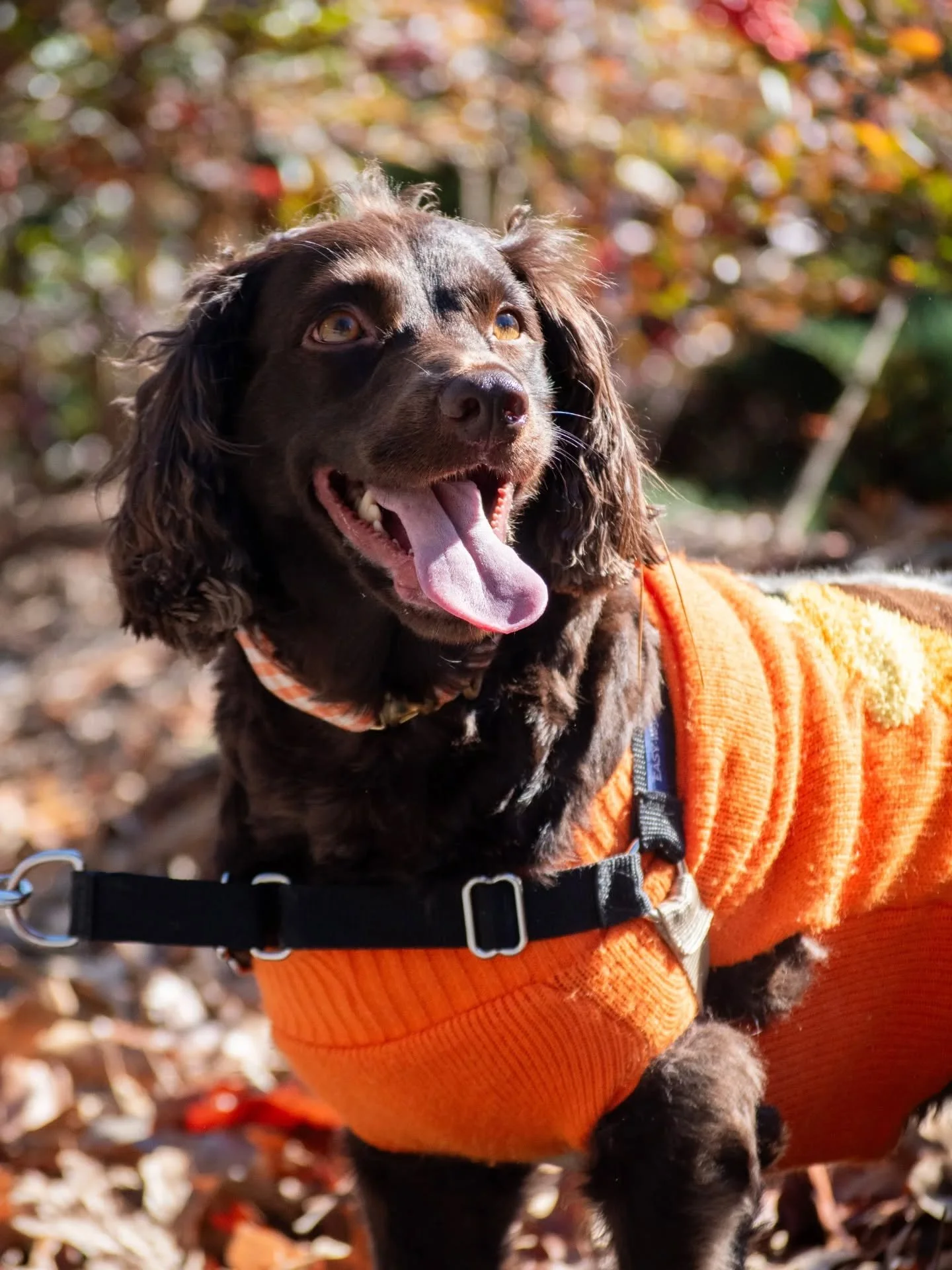 Thankful doesn't even begin to describe it! 🍂 🥧