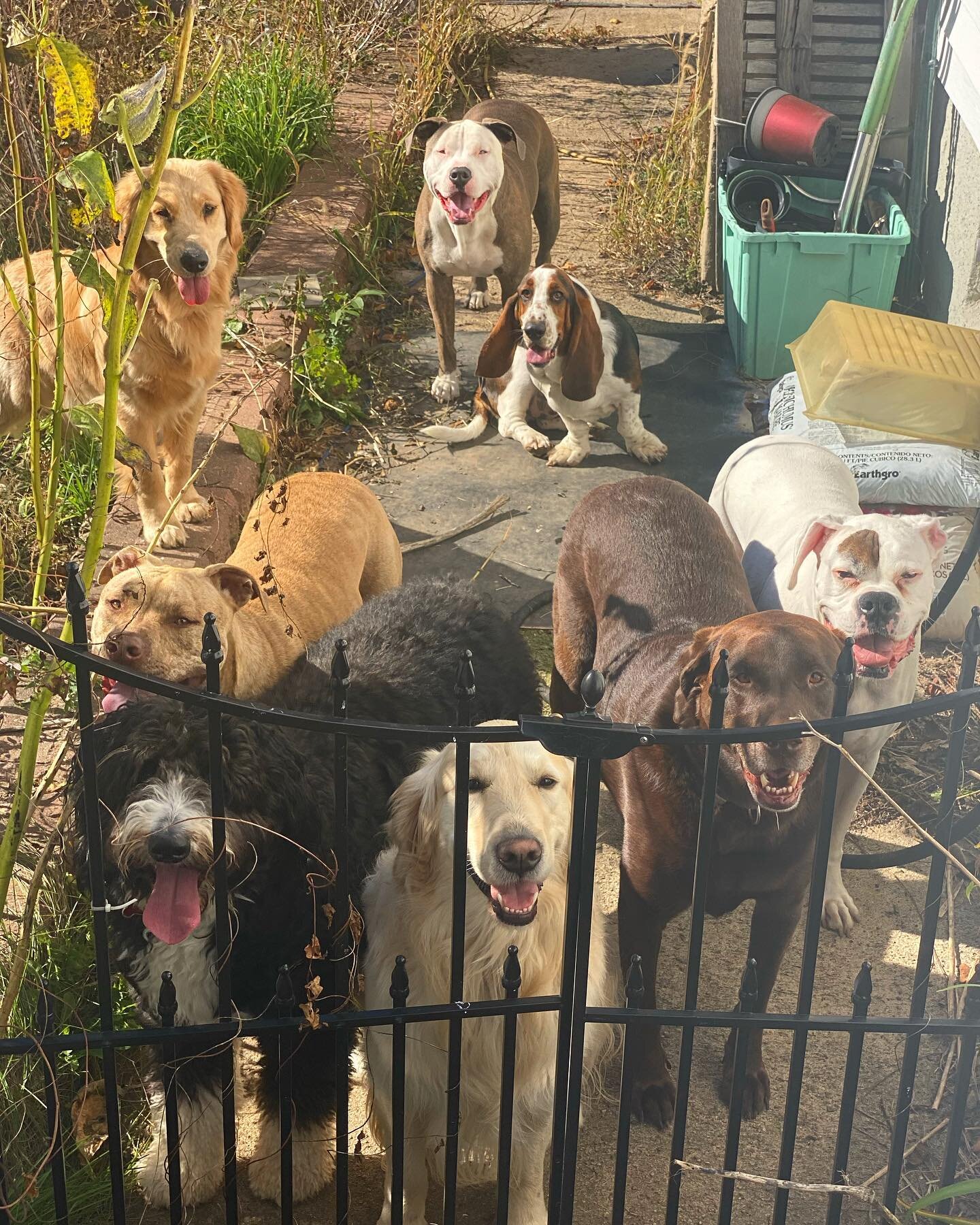 My babies 🥰🐾

Dog integration is a slow, patient, laborious and meticulous process. Once the steps are completed and you know what/how to manage certain problem behaviors, you&rsquo;ve now created the most beautiful, structured and harmonious envir