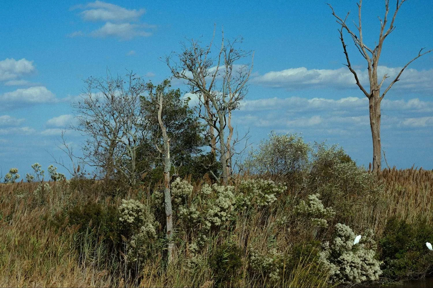 Dense Texas vegetation in need of forestry mulching services