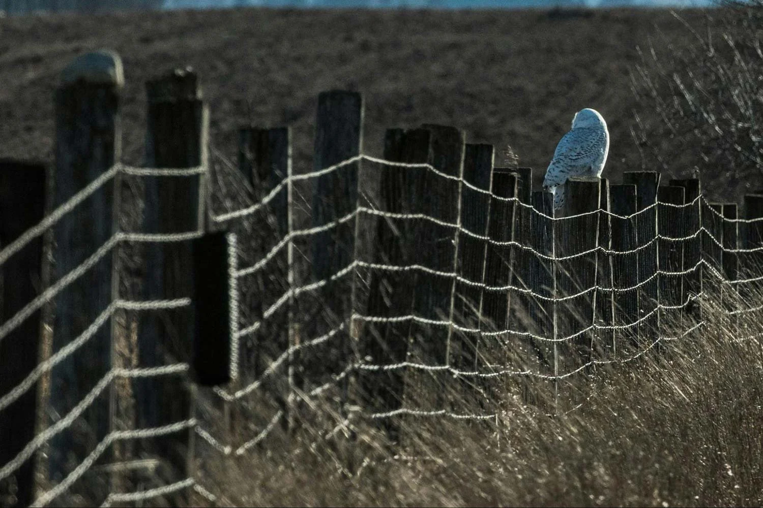Rural fence line with tall grass and posts in need of vegetation removal