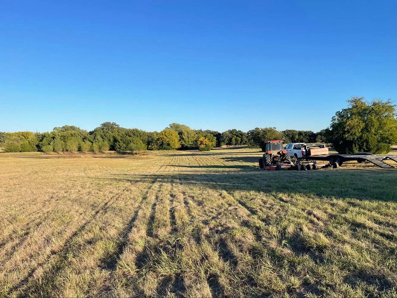 Cattle grazing in a freshly mowed pasture