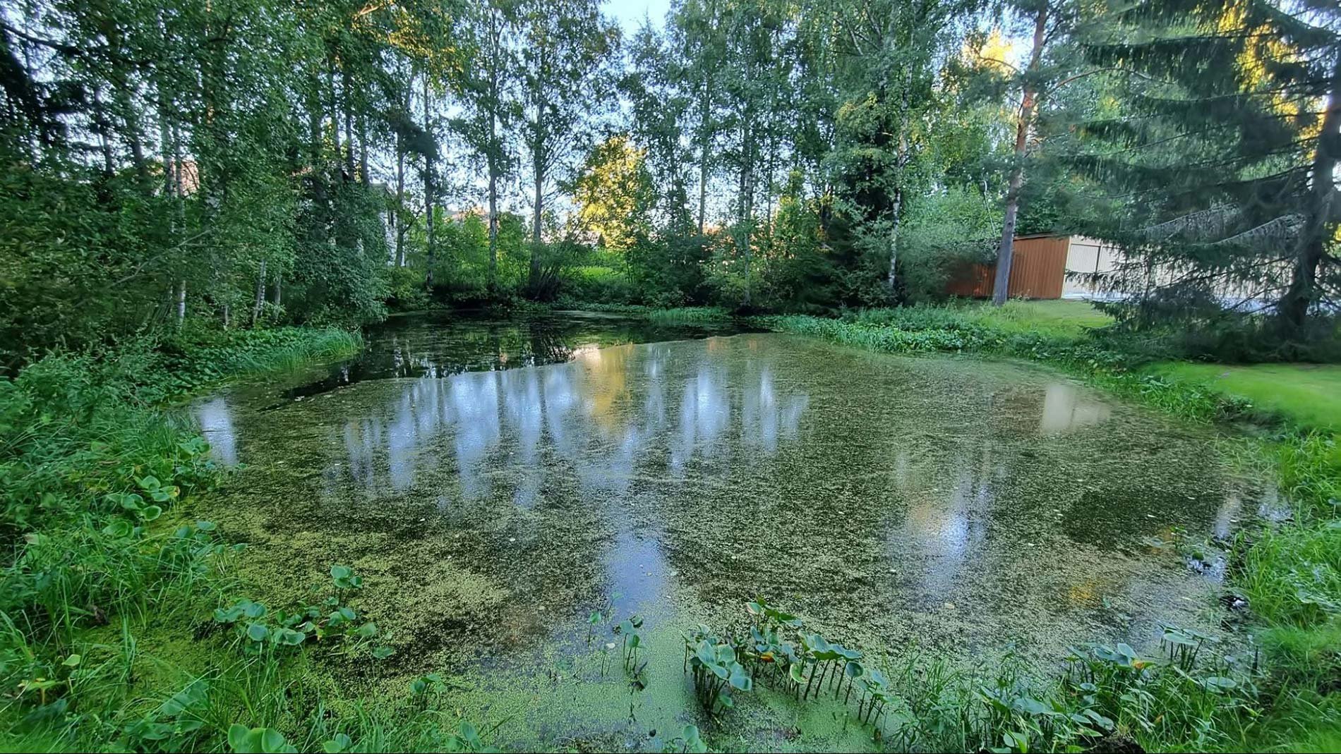 Overgrown backyard pond covered with algae and surrounded by trees, showing the need for pond maintenance