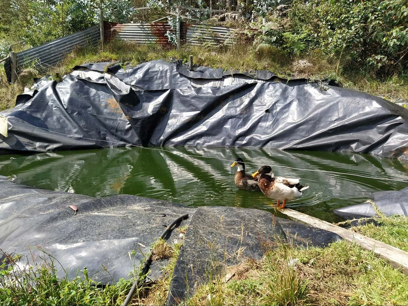 Partially constructed pond with liner and ducks swimming