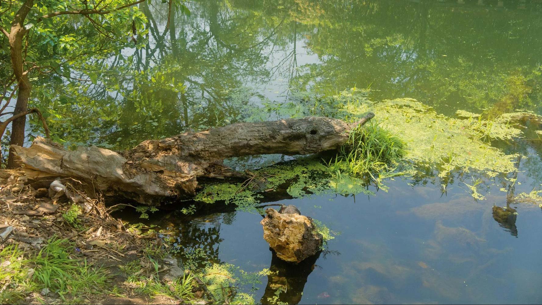 Algae growth along a pond edge in need of restoration