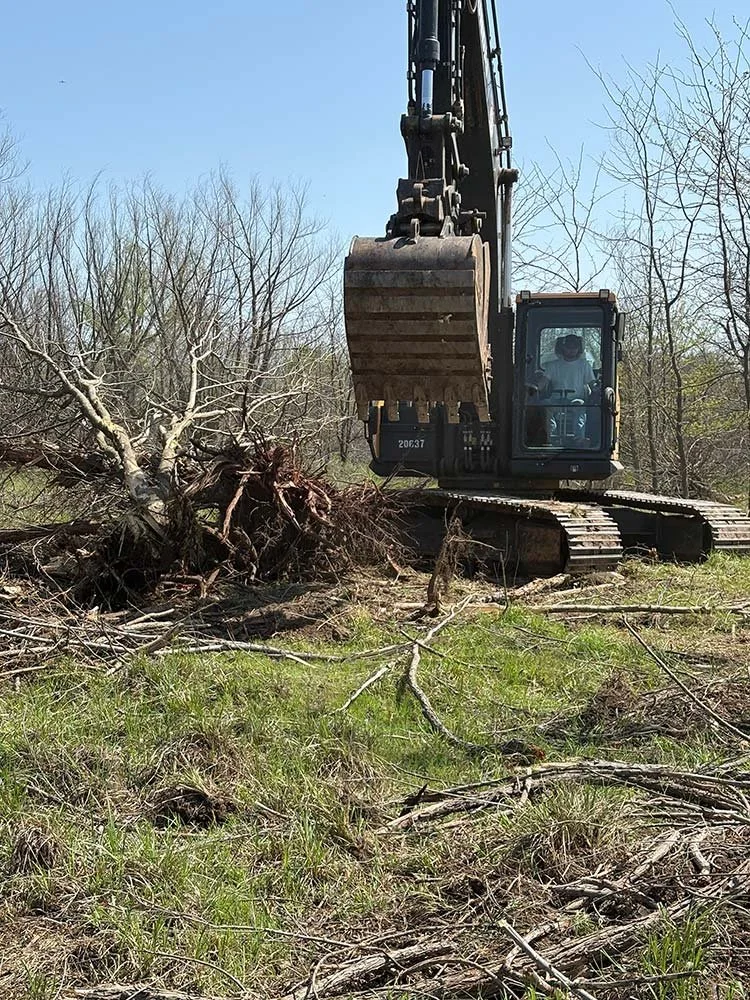 A large piece of machinery with a bucket removing trees and roots
