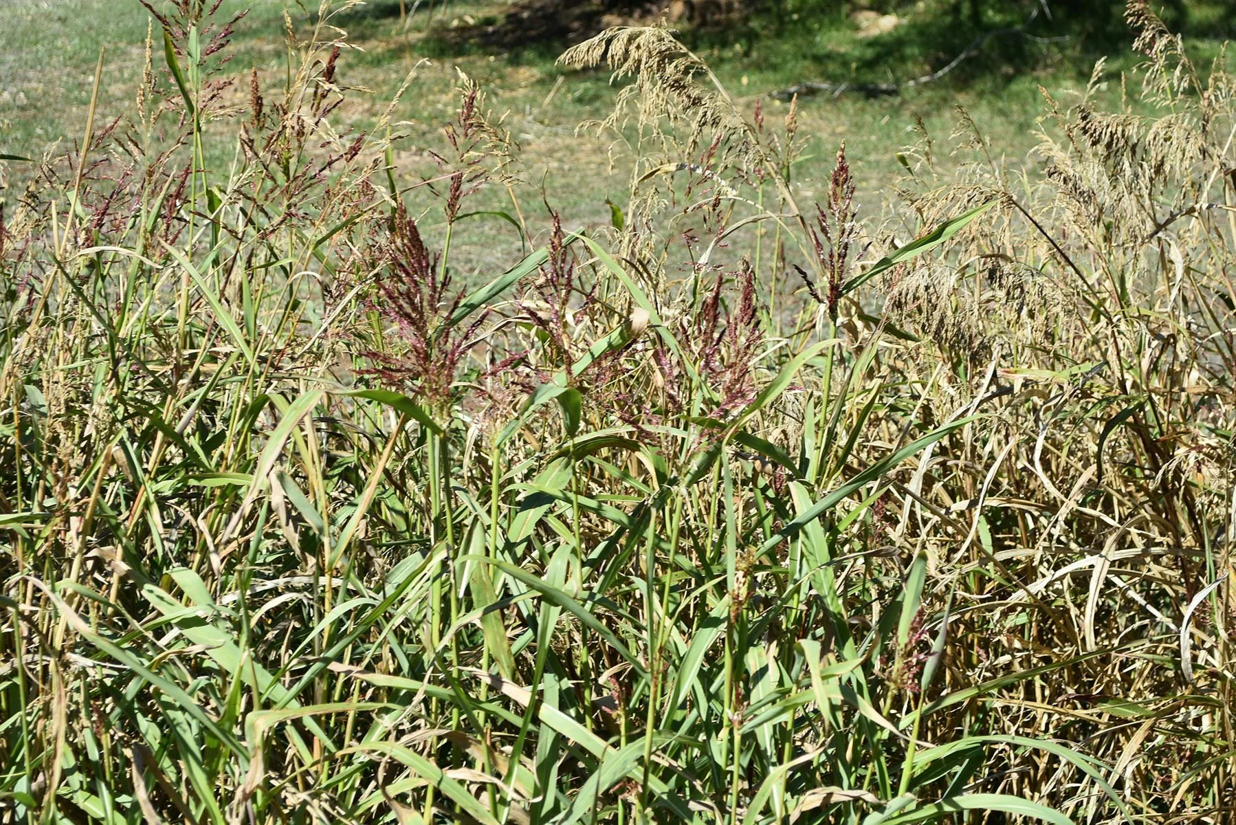 Overgrown grass in an open field prior to clearing land