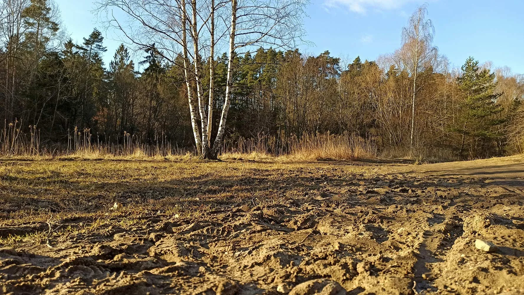 Recently cleared patch of land with dry soil