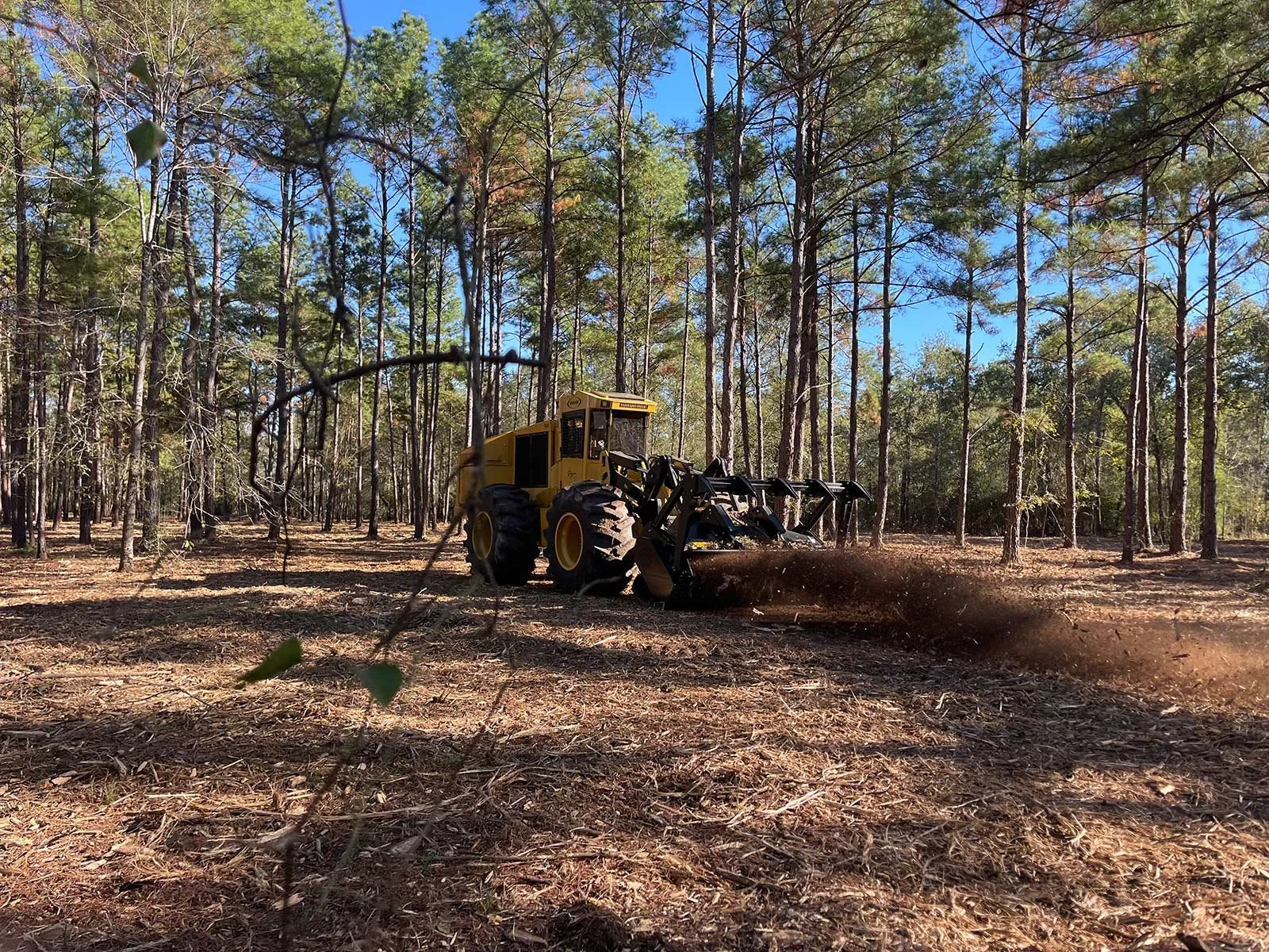 Mulcher in a patch of forest