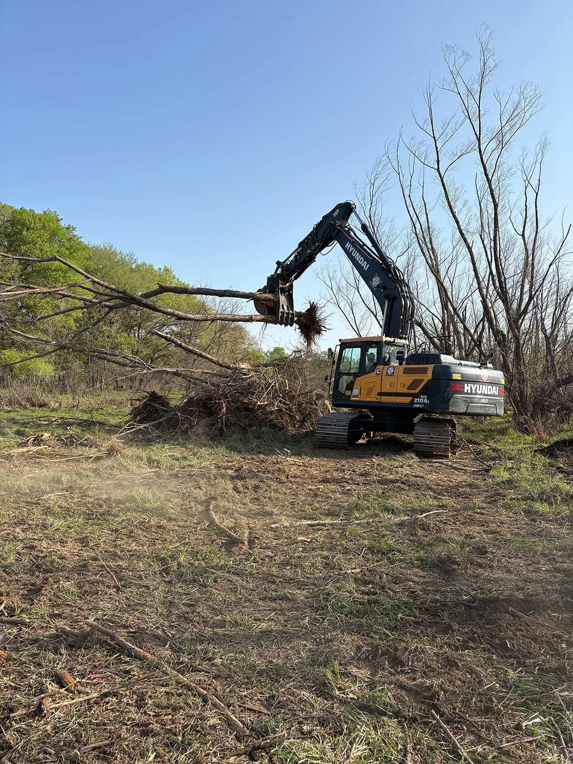 Hyundai equipment in use removing large trees