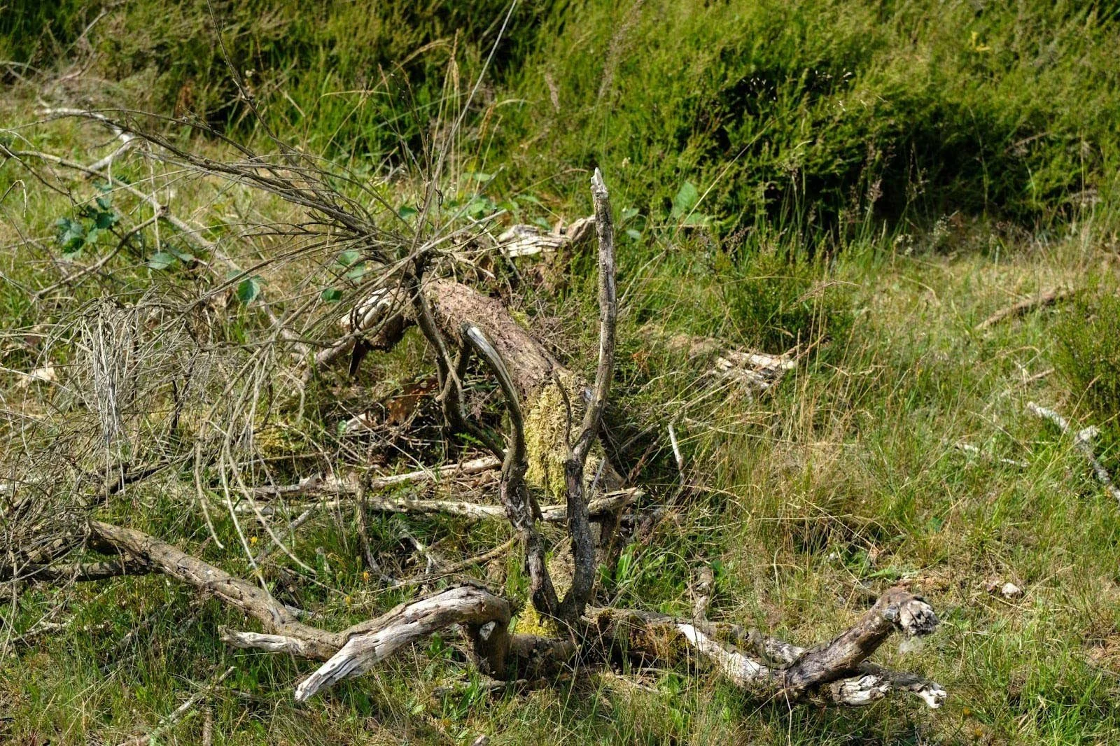 Dead tree and overgrown vegetation in a field