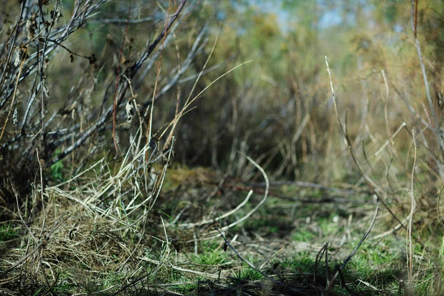 Dense growth on Mineral Wells land prior to land clearing