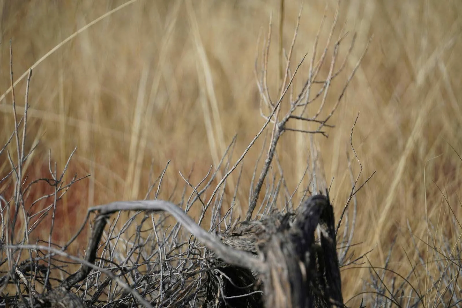 Dead brush prior to a land clearing job