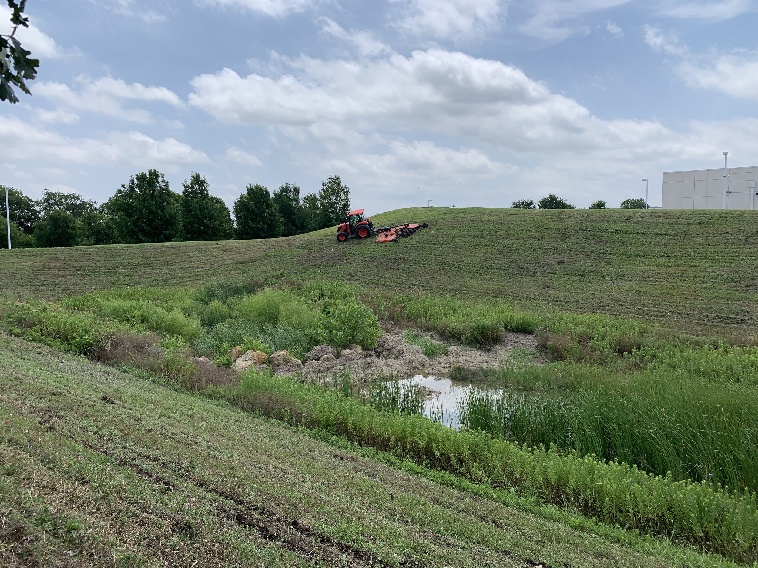 Green field with trees in background