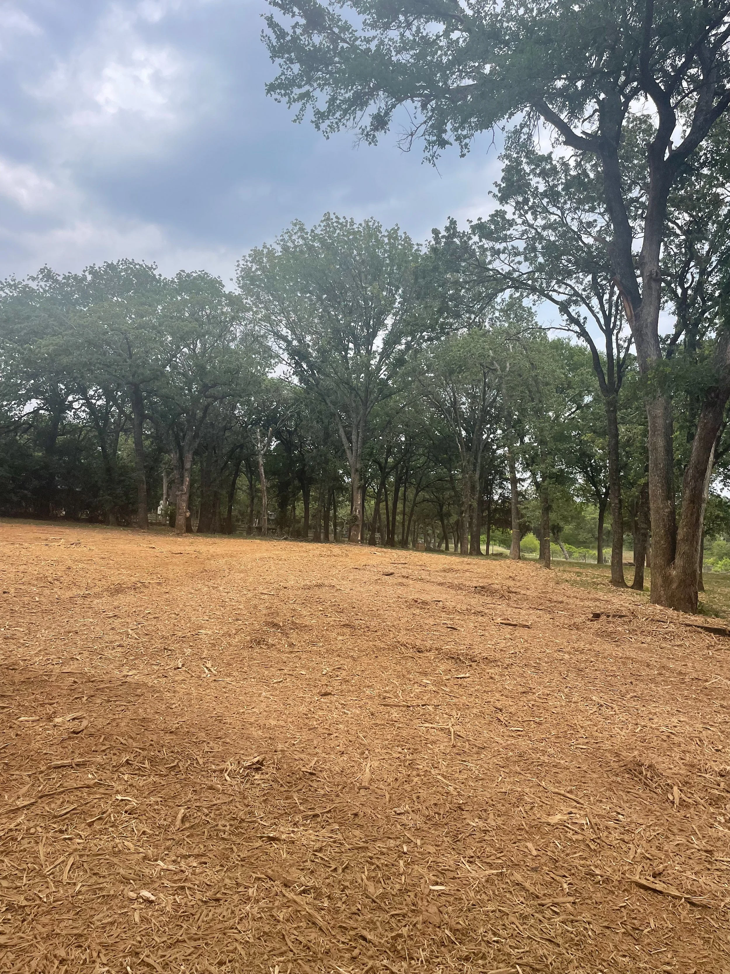 Forestry Mulching After Photo in Breckenridge, TX. Mulched ground surrounded by tall trees.