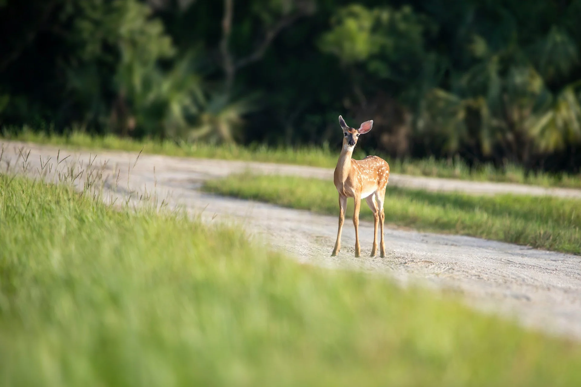 Create Wildlife Habitat With Selective Clearing