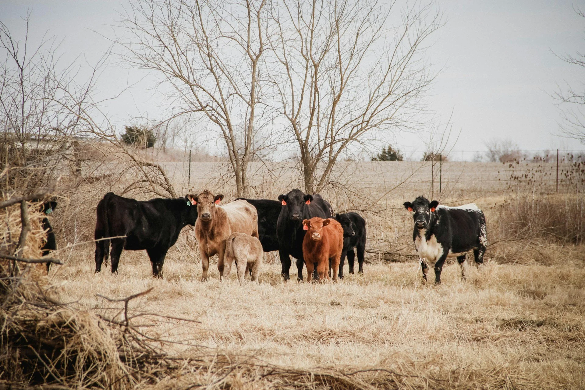 A herd of cows in a brush-heavy pasture