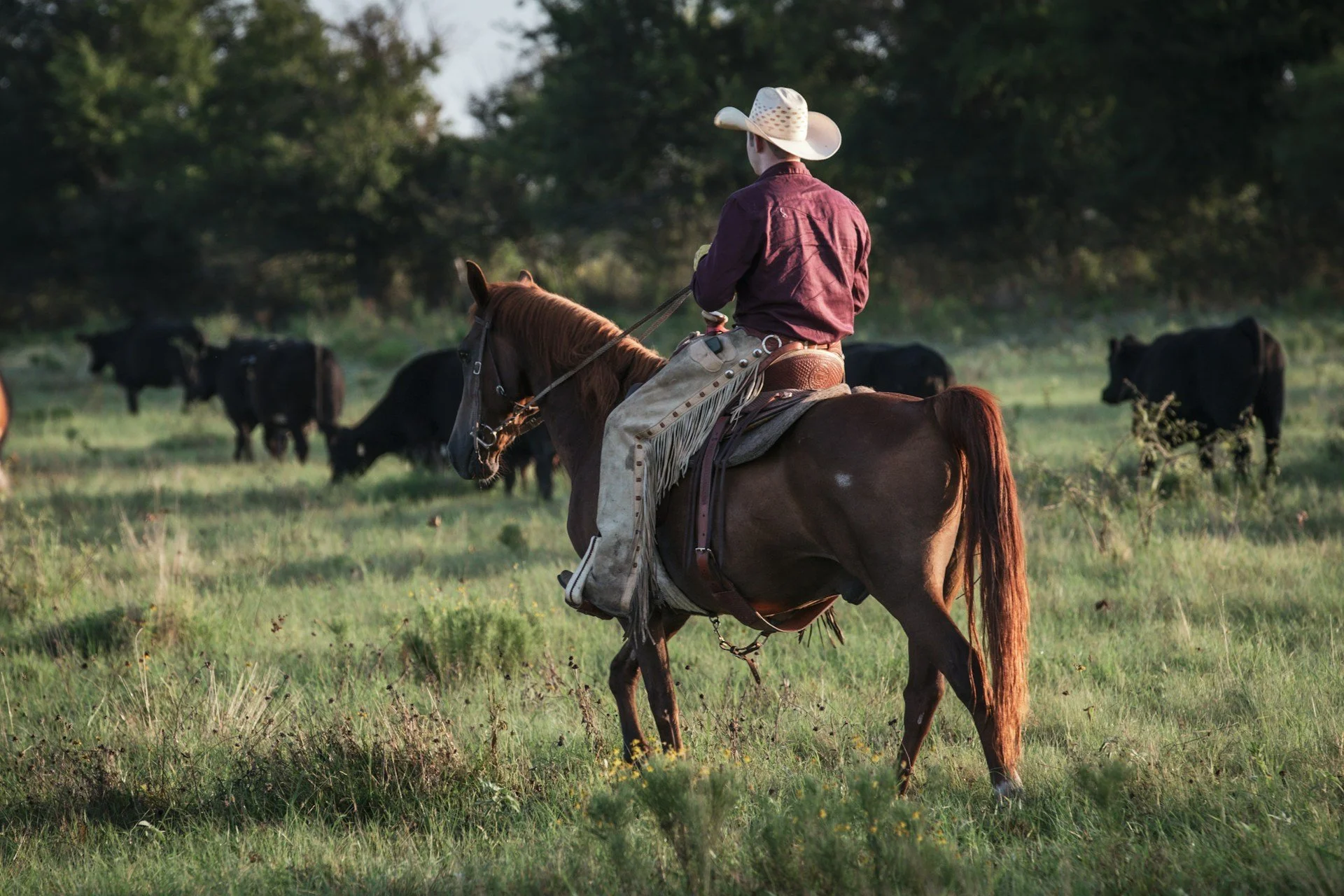 A Texas rancher on a horse managing his cattle