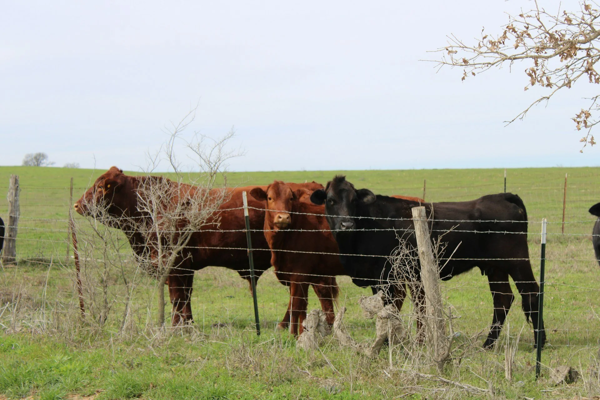 Cattle standing behind a fence on a long stretch of green pasture