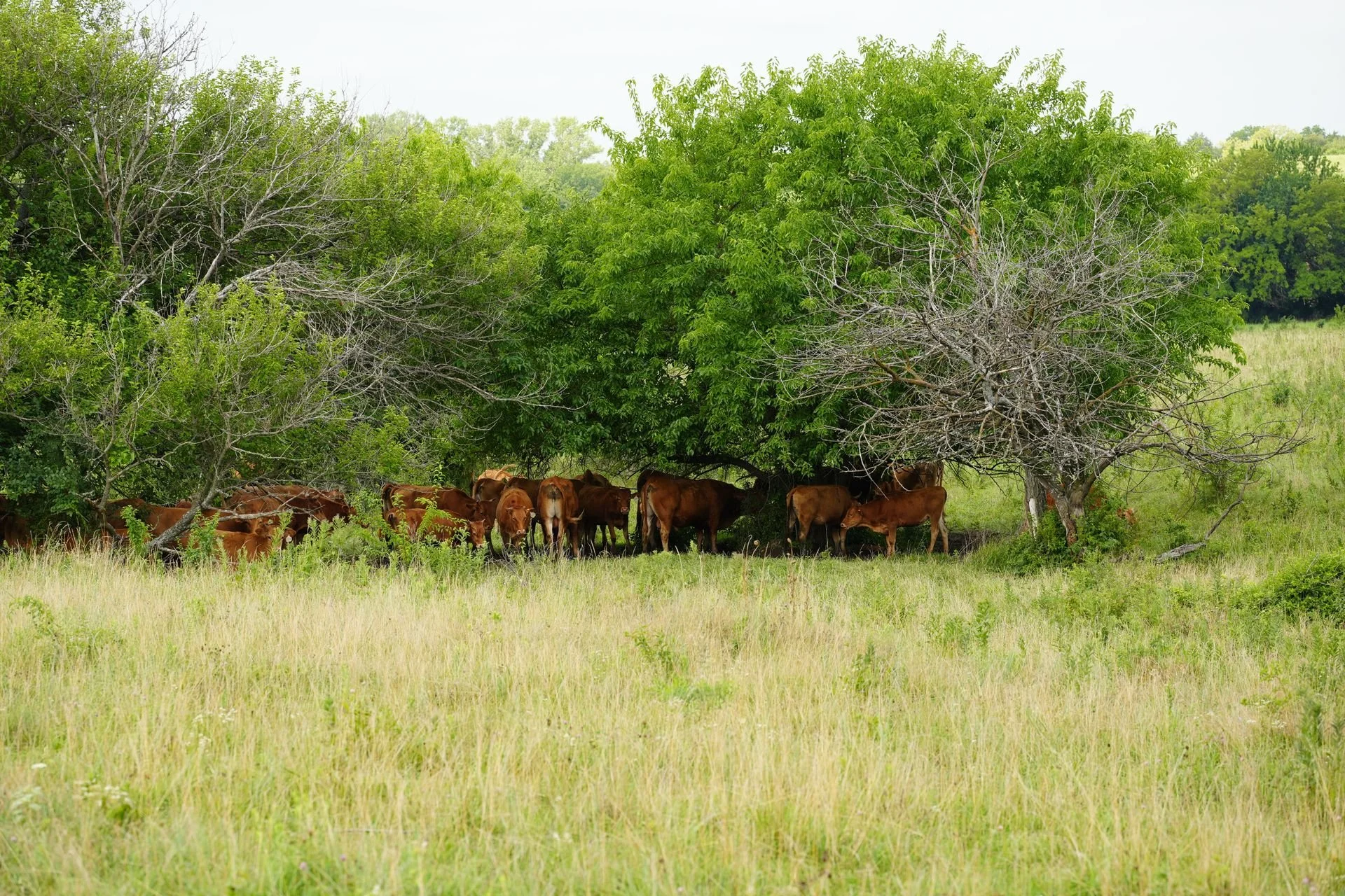 Scattered small trees and brush growing in an Oklahoma pasture occupied by a herd of cattle