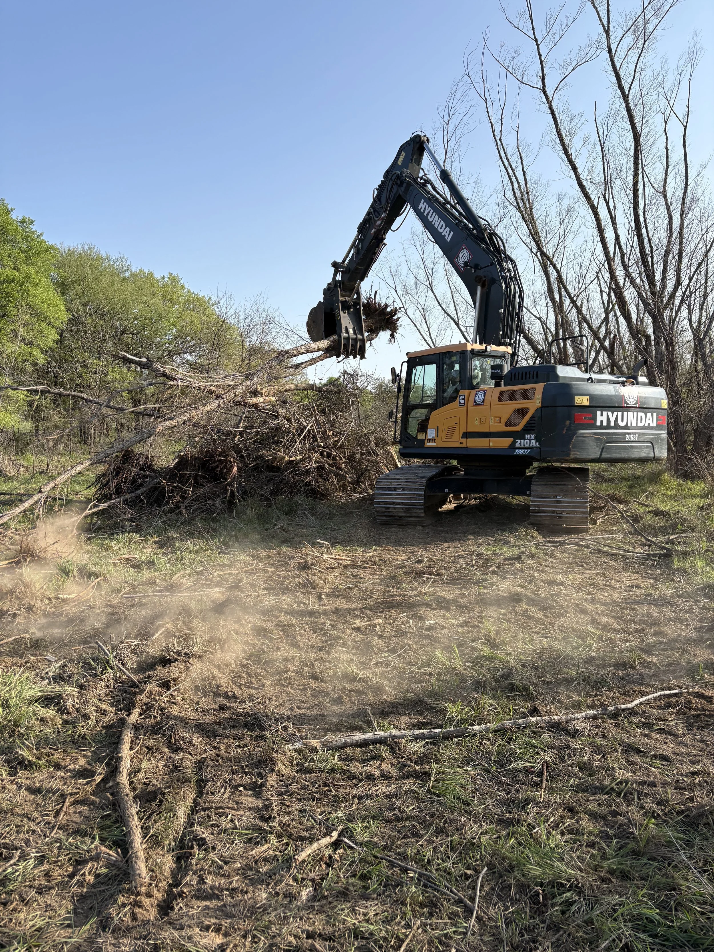 A large Hyundai excavator removes mature trees from a wooded area