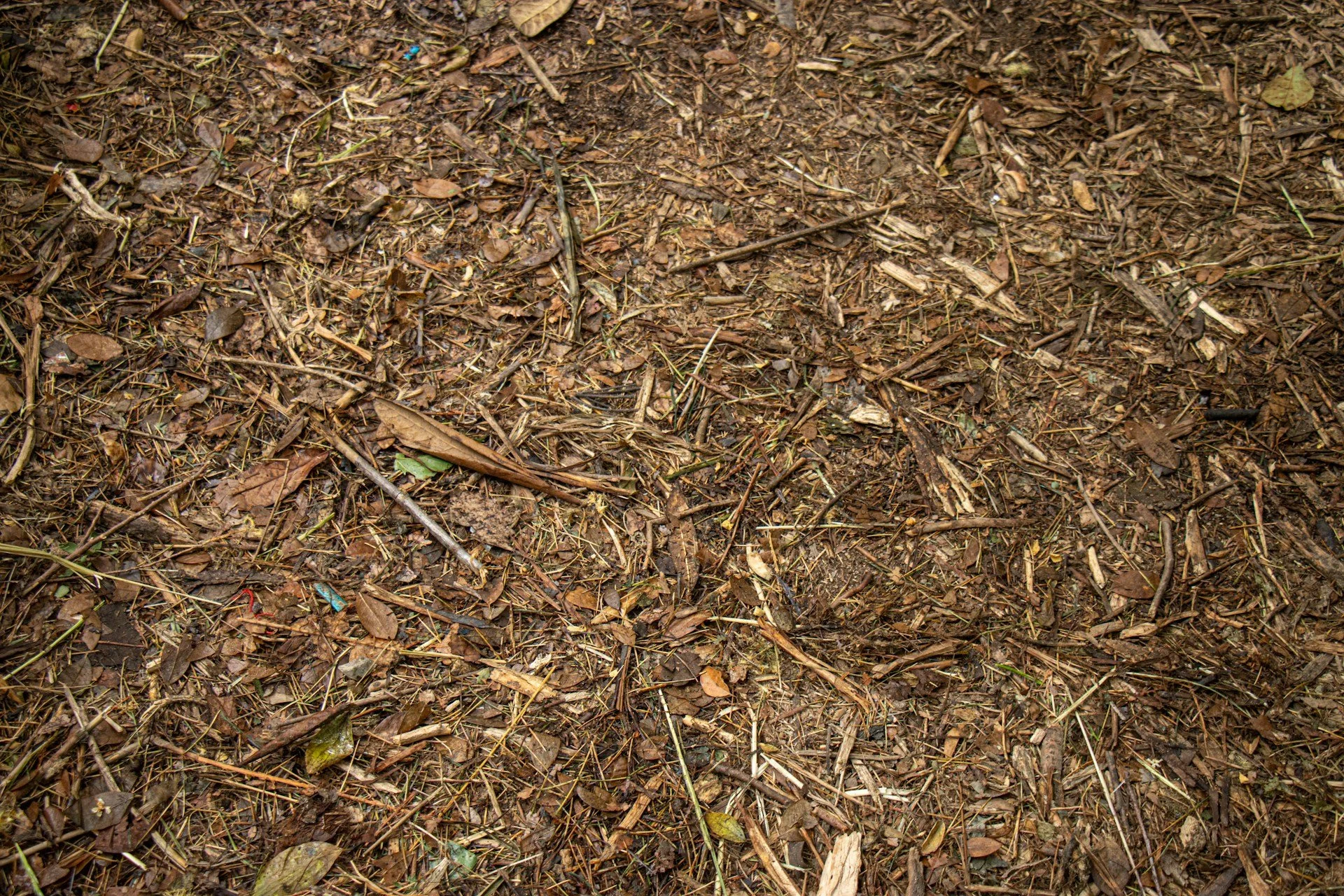 Close-up of fresh mulch on the ground after forestry mulching work