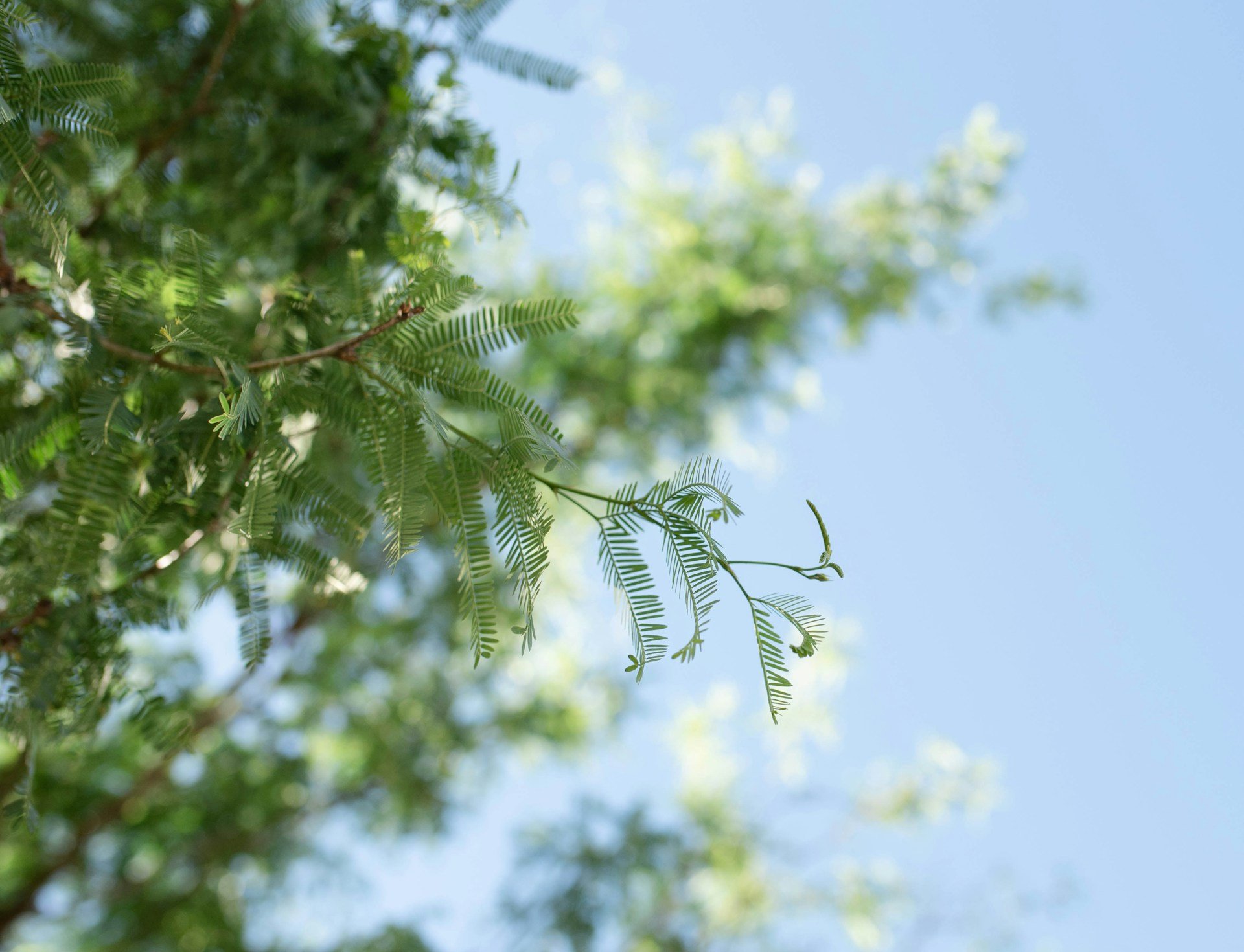 A close-up of a mesquite tree branch